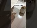 ポメが嬉しいと思う瞬間#ポメラニアン #shorts