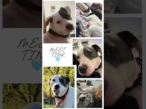 Meet Tink! Find info on this sweet girl on channel! #fyp #viral #adopt #viralovernight