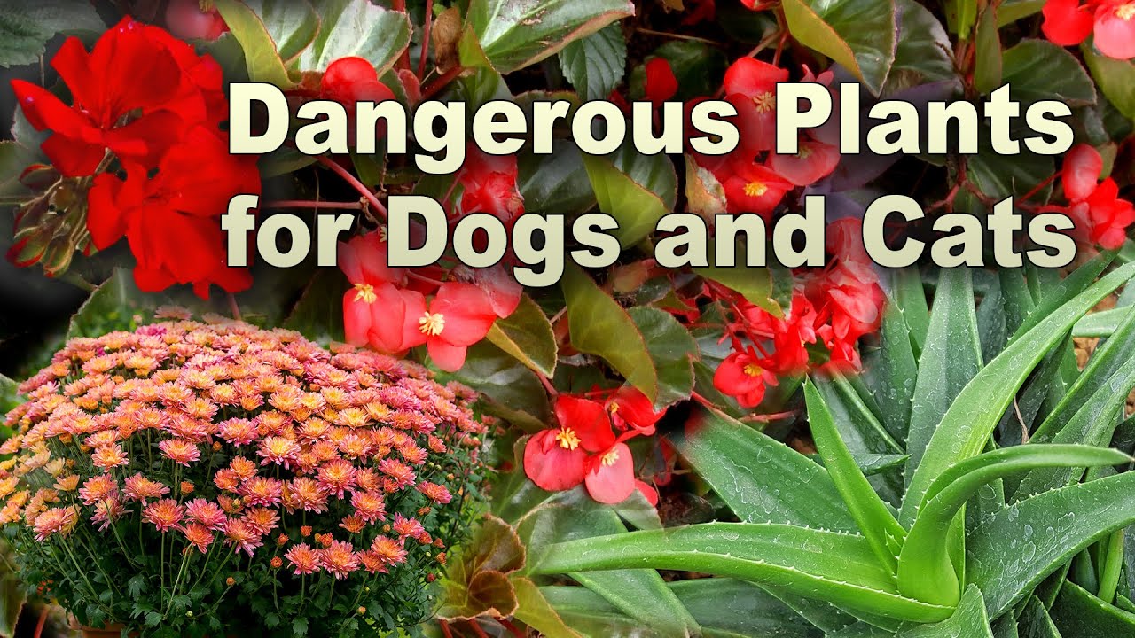Poisonous Plants for Dogs