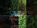 Let's the protect forest.... #love #ancient #edit #care #forest #savetheforest