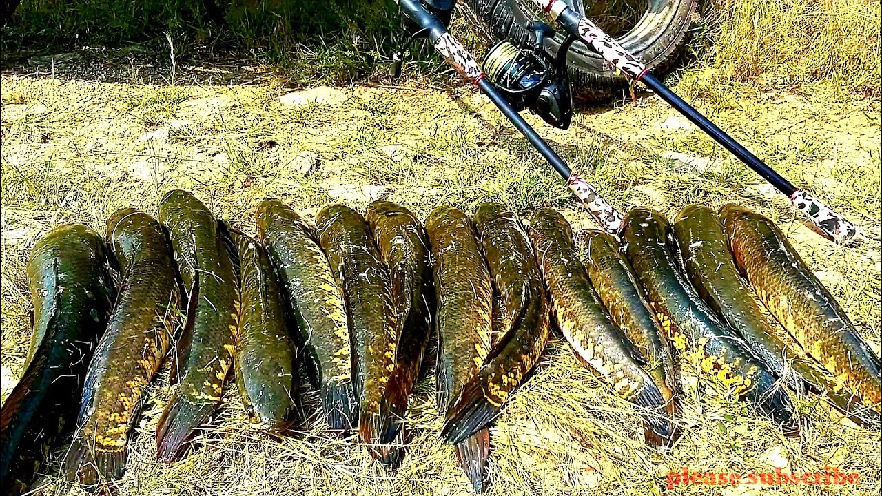 Hyderabad best fishing Anglers kali maral (snakehead)fish catching ...