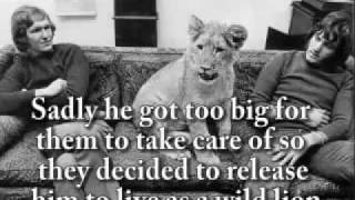 Christian the lion... Amazing