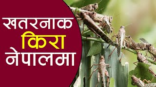 अन्तत नेपाल भित्रिए सलह कीरा |नेपालले ठुलो खाद्य संकट भोग्न सक्ने |Salaha Kira | locust insect Nepal