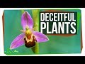 8 Crafty Plants That Have Mastered Deceit