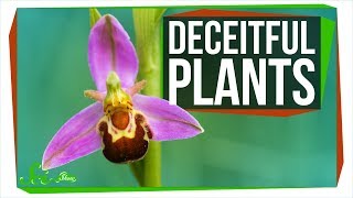 8 Crafty Plants That Have Mastered Deceit