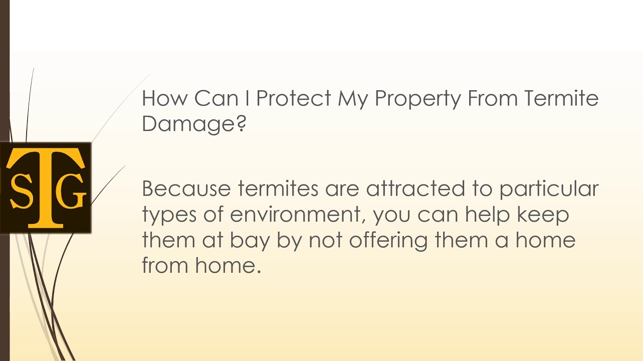 Does Homeowners Insurance Cover Termite Damage The Sena Does Homeowners Insurance Cover Termite Damage The Sena