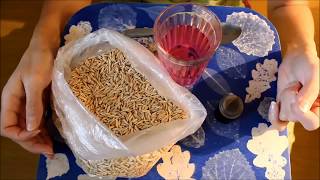 Как прорастить овёс для кошки Как прорастить овёс для кошки