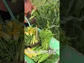 Farm life in china