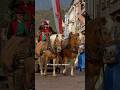 Tiroler Festumzug in Meran Traubenfest 🐴 Haflinger Horses