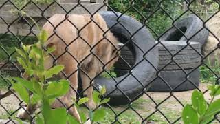 とくしま動物園に行って来た☺ライオンパーチェ