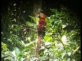 Scarlet Macaw in the Amazon forest / Ara Macao en la Amazonia
