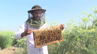 Harvesting Honey in Natural ways