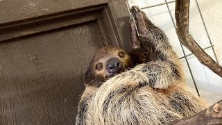 How To Feed A Sloth . A Close Encounter With Our Furry Friend. A Day In The Life Of A Sloth.