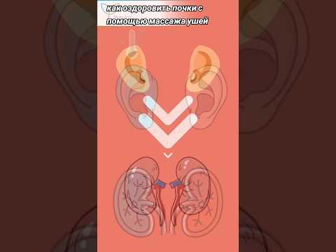 как оздоровить почки с помощью массажа ушей