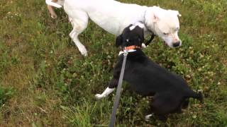 The Dog Games - Our Joy