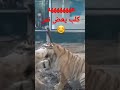 ههههههه كلب يعض نمر
