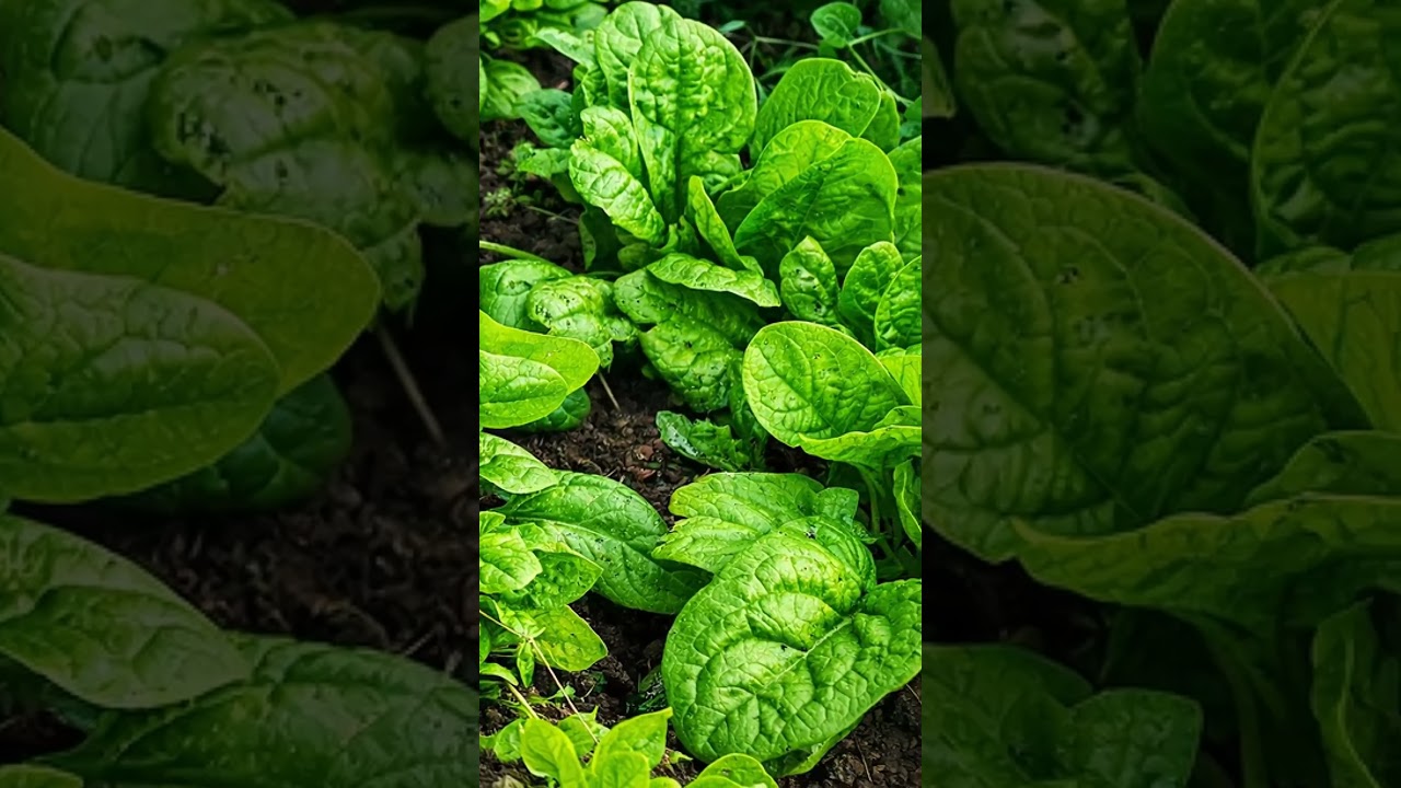 Les épinards au potager