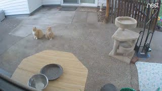 Feral Cat Live Feed cam