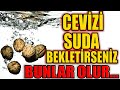 Cevizi Suda Bekletirseniz Vücudunuz Bu Faydaları Almış Olur