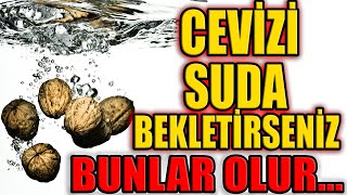 Cevizi Suda Bekletirseniz Vücudunuz Bu Faydaları Almış Olur