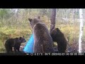 Привада на медведя 3