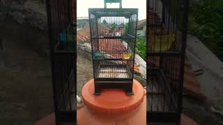 Pleci Montanus Belajar Ngalas Speed Rapat Isian Part2