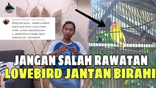 TREATMENT OF A LUSTY MALE LOVEBIRD
