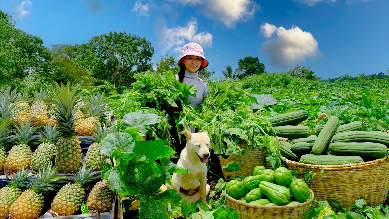 Country Girl Harvests And Cooks: Pumpkin Leaves, Pineapples, Loofahs, Chayotes – Gardens, Livestock