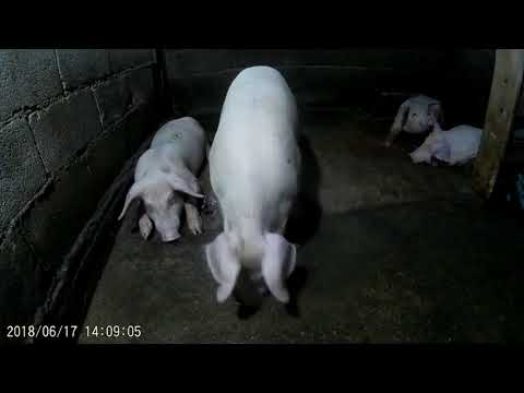 ვიდეო: მარტი არის მიღწეული გვინეას ღორის თვის მიღება - გვინეა ღორები კარგ შინაურ ცხოველებს ქმნიან?