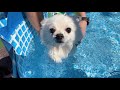 初めてのプールで泳ぐ姿が可愛すぎるポメラニアン!愛犬と楽しめる施設『愛犬ヴィレッジ』に行ってきました。
