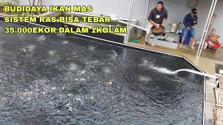 KEREN, BUDIDAYA IKAN MAS MENGGUNAKAN SISTEM RAS BISA TEBAR 35.000EKOR DALAM 1KOLAM