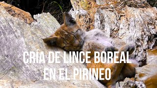 La primera cría de lince boreal en el Pirineo catalán desde hace un siglo