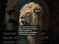 Lion's Roar can be heard from 5km #lion #forest #animals #facts