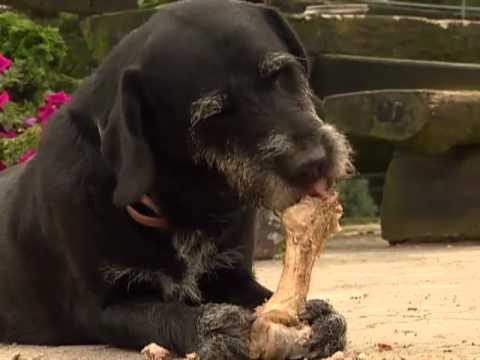Video: Warum Vergraben Hunde Knochen?