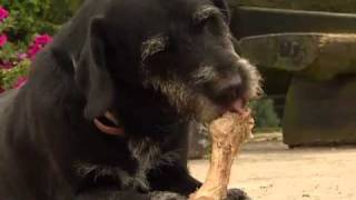 Wissen Macht Ah Warum Vergraben Hunde Ihre Knochen?