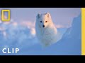 Arctic fox love story  incredible animal journeys  national geographic