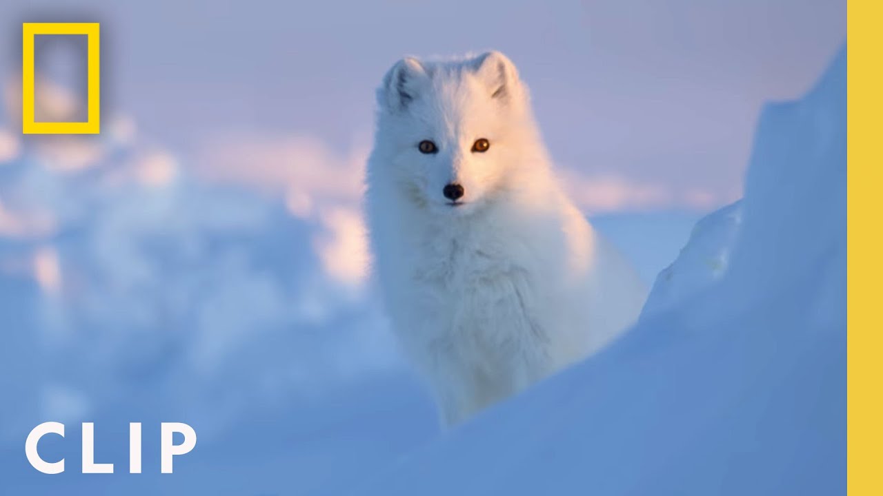 Arctic Fox Love Story  Incredible Animal Journeys  National Geographic