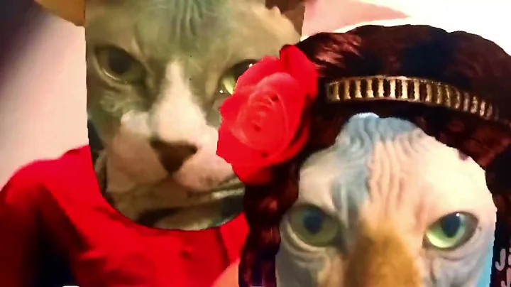 Watch the video about Sphynx Cat dancing to LAMBADA KAOMA DANCE ❤️😻 😂