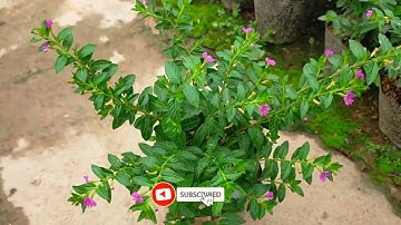 Bán buôn cây cẩm tú mai Nhà vườn Hula Trees