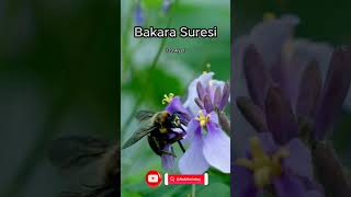 Bakara suresi meali 139.Ayet Surenin tamamı kanalımda #kuran #quran #muslim #islam