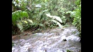 JUNGLE TRACKING. Long Semadoh, Lawas. Sarawak. Malaysia