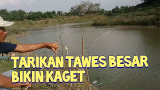 Tarikan tawes besar bikin kaget
