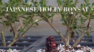 Japanese Holly Bonsai - Shrub to Specimen