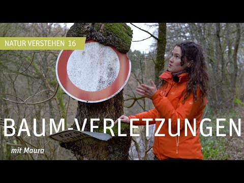 Gesundheit der Bäume - Baum Verletzungen - Baumblut - Baumkrebs - Natur verstehen