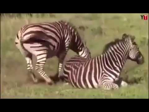 شاهد أنثى حمار الوحش يغشى عليها اثناء الولادة