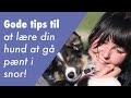 Gode tips til at lære din hund at gå pænt i snor