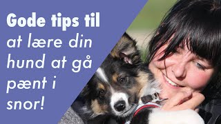 Gode tips til at lære din hund at gå pænt i snor