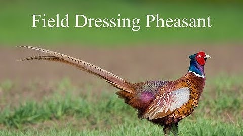 How to field dress a pheasant in 10 seconds - Bushcraft