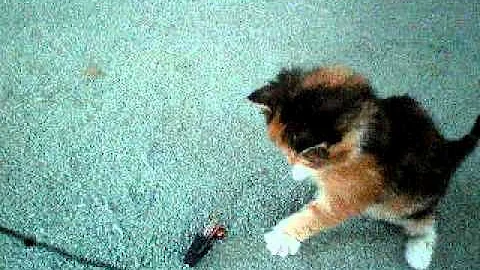 Watch the video about Brown Classic Patch Tabby Maine Coon Kitten at 4 Weeks (dob 12/12/10)