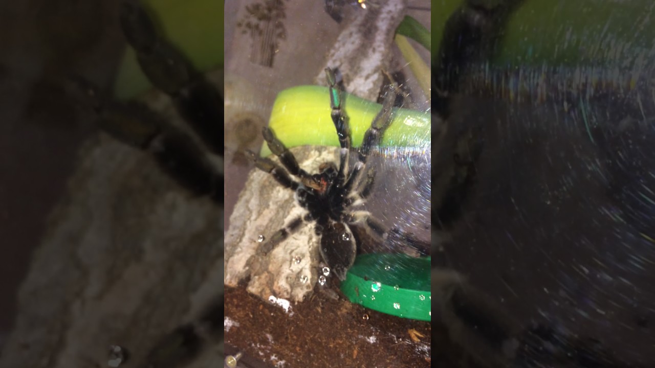 Паук птицеед псалмопеус кембридж Л10